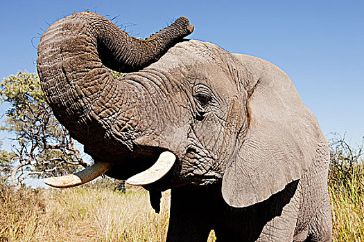 雌性,非洲象,博茨瓦纳,非洲
