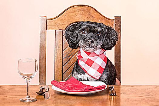 狗,桌子,概念,混合,贵宾狗,拉萨犬,坐,餐桌