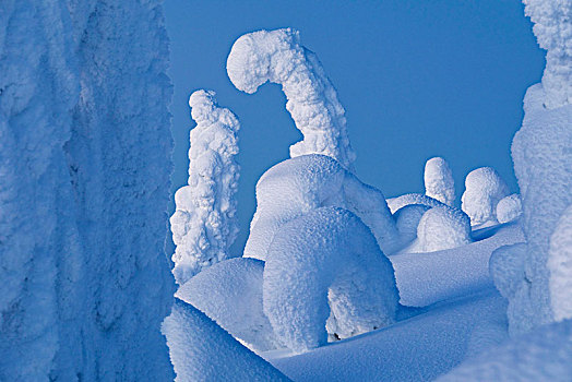冰冻,树,国家公园,拉普兰,芬兰