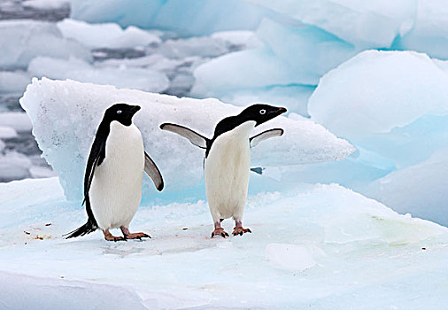 阿德利企鹅,一对,站立,冰,南极半岛,南极