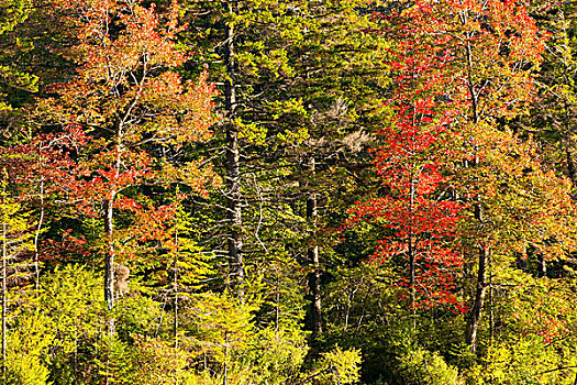 枫树,松树,西部,魁北克,加拿大