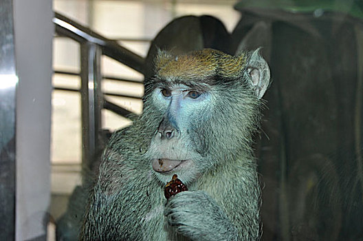 西宁野生动物园新生赤猴过满月