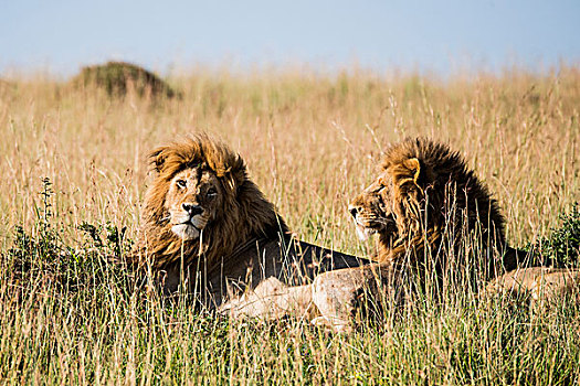 东非,肯尼亚,马赛马拉国家保护区,三角形,马拉河,盆地,雄性,狮子,草