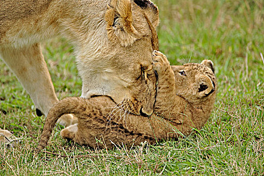 雌狮,年轻,幼兽,嘴,马塞马拉野生动物保护区,肯尼亚