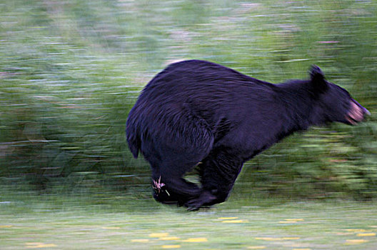 美洲黑熊,野生,创作,动感,图像,睡觉,巨大,省立公园,安大略省,加拿大
