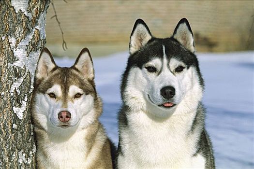 西伯利亚,哈士奇犬,狗,两个,成年人,坐,一起