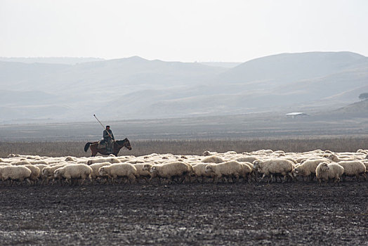 羊群,牧羊人,草原,乔治亚,公路旅游,十月