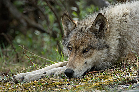灰狼,狼,休息,阿拉斯加