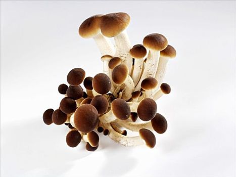 意大利,蘑菇