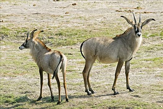 两个,羚羊,乔贝国家公园,博茨瓦纳,非洲