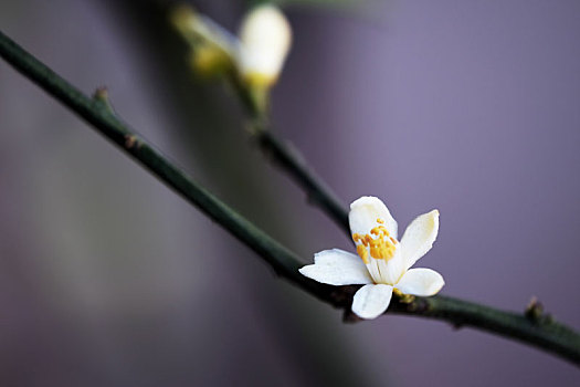 一朵柑橘花