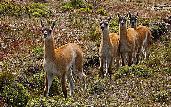 原驼,幼兽,托雷德裴恩国家公园,巴塔哥尼亚,智利