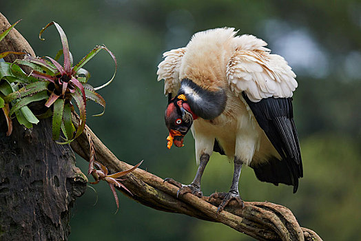 王鹫,枝条,泻湖,哥斯达黎加,中美洲