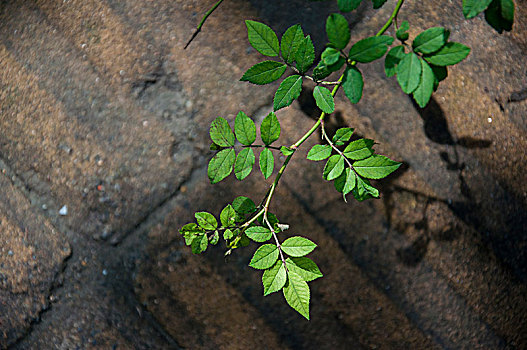 绿色的植物叶子