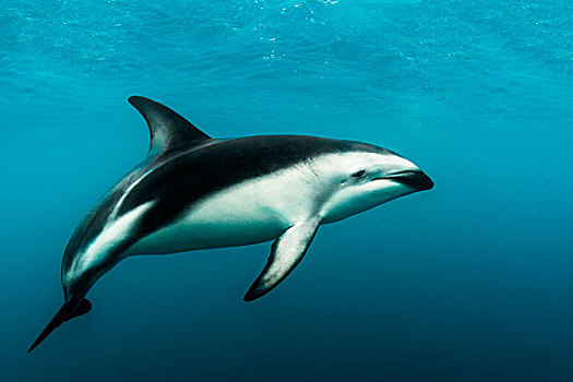 暗黑斑纹海豚,乌色海豚,游动,半岛,南岛,新西兰