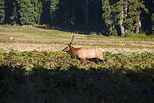 公麋鹿,鹿属,麋鹿,草地,靠近,肌肉,溪流,红杉,国家公园,加利福尼亚,美国