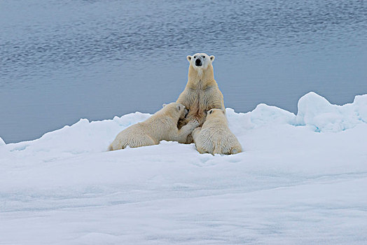 北极熊,哺乳,两个,幼兽,紧张,融化,浮冰,斯匹次卑尔根岛,岛屿,斯瓦尔巴群岛,挪威,欧洲