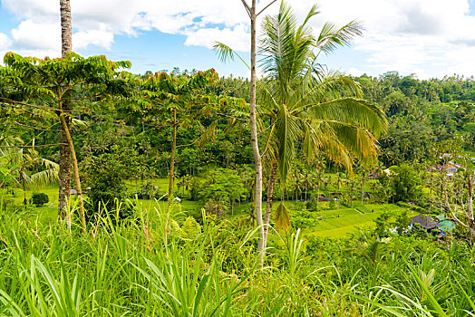 稻米梯田,地点,靠近,巴厘岛,印度尼西亚