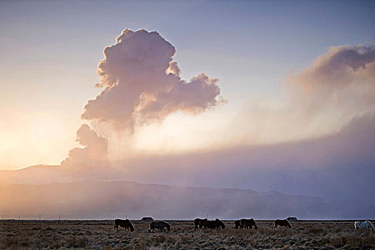 冰岛,马,放牧,正面,火山灰,云,火山,欧洲
