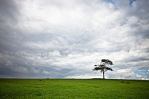 孤木,草地,肯尼亚