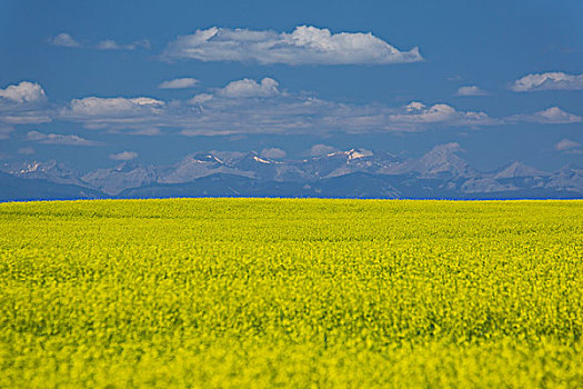 黄色,油菜地,落基山脉,远景,高,河,艾伯塔省,加拿大