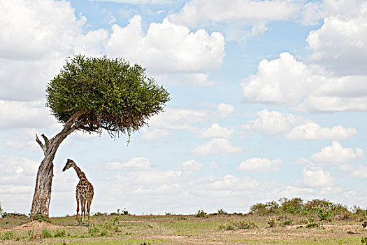 长颈鹿,树下