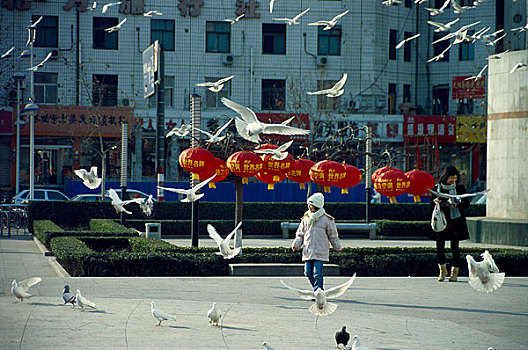 河北省石家庄市文化广场上的和平鸽