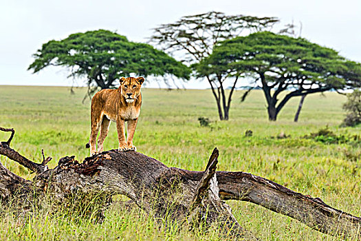 狮子,腐烂,树,塞伦盖蒂,坦桑尼亚,非洲