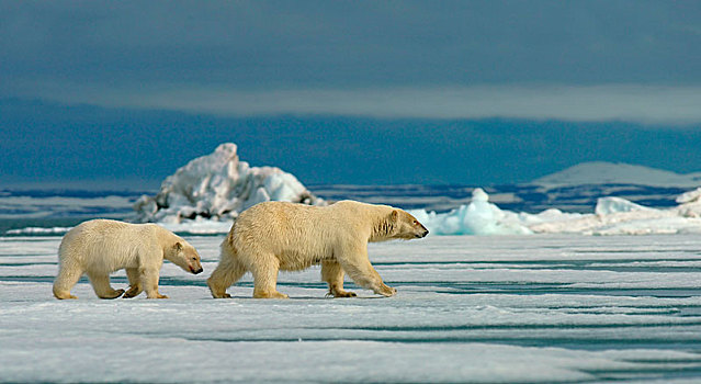 北极熊,女性,幼兽,跑,浮冰,斯瓦尔巴特群岛,挪威,北极,欧洲