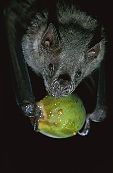 蝙蝠,吃,无花果,科罗拉多岛,巴拿马