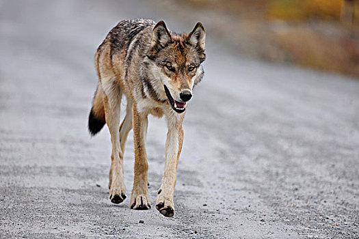 狼,道路,觅食,德纳里峰国家公园,阿拉斯加