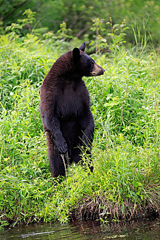 美洲黑熊,小动物,水,警惕,站立,松树,明尼苏达,美国,北美