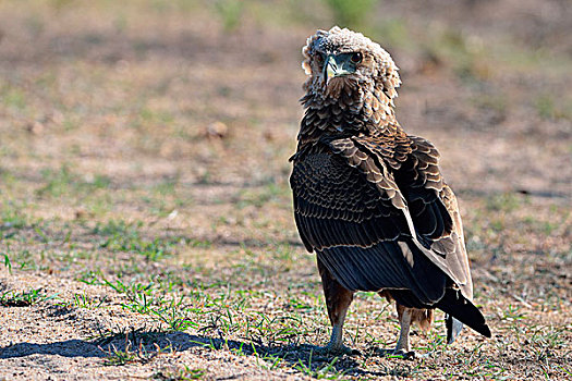 鹰,幼小,站立,地面,克鲁格国家公园,南非,非洲