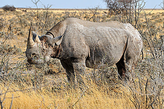 黑犀牛,雄性动物,埃托沙国家公园,纳米比亚,非洲
