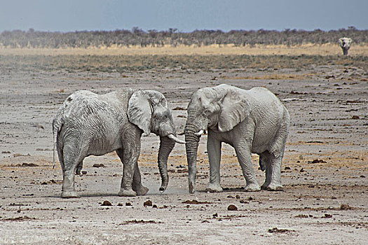 大象,埃托沙国家公园,纳米比亚