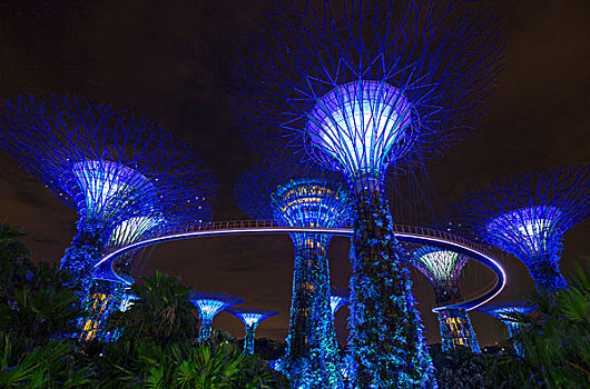 蓝色,小树林,夜晚,新加坡,东南亚
