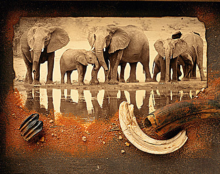 大象,牧群,水边,抽象拼贴画,沙子,獠牙
