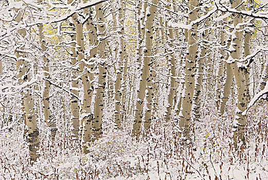 树林,白杨,瓦沙奇山,白色,树皮,雪,遮盖,地上