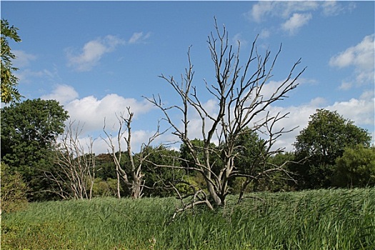 荒野