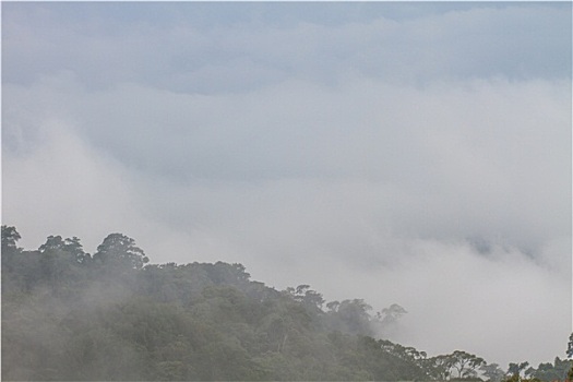 雾,云,山谷,风景