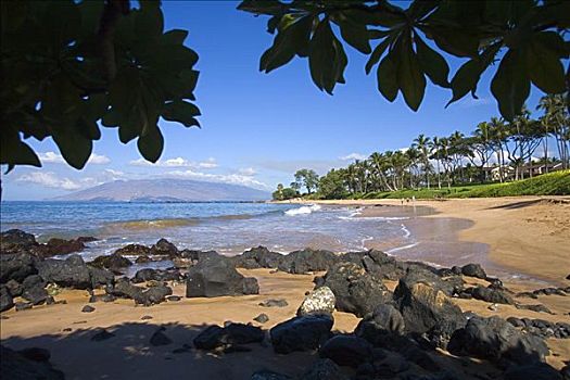 夏威夷,毛伊岛,漂亮,海滩,树,影子