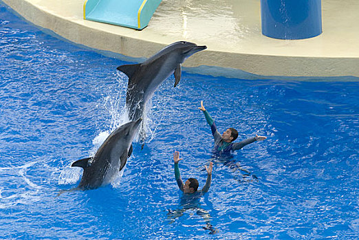 香港海洋公园海豚跳水表演
