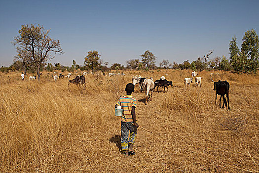 布基纳法索,乡村,公里,瓦加杜古,孩子,放牧,母牛