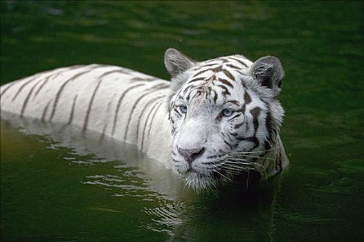 孟加拉虎,虎,白色,成年,涉水,水,亚洲