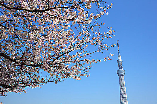 东京,天空,树,樱花