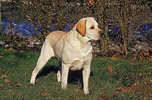 黄色拉布拉多犬,草地
