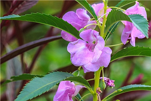 凤仙花属植物,植物