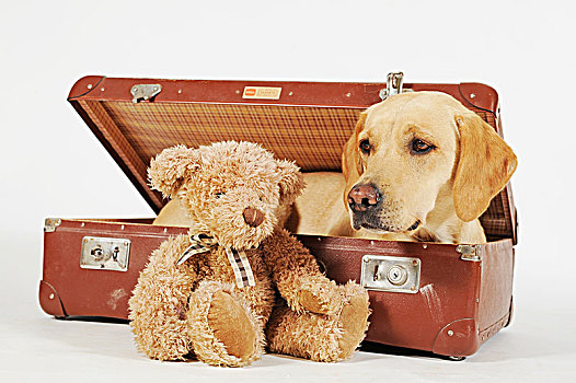 拉布拉多犬,黄色,狗,手提箱,泰迪熊