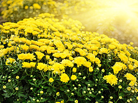 黄色,菊花,花,背景