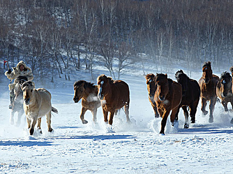 冬季牧马